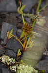 Bearded flatsedge